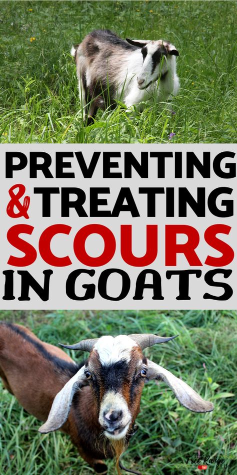 If you raise goats you will most definitely deal with scours- or diarrhea- at some point. It's probably the most common illness in goats. Learn what causes scours, how to prevent them, and how to treat them so you can take more control over your goats health. Goat Toys, Goat Health, Keeping Goats, Pygmy Goats, Goat Shelter, Raising Farm Animals, Goat Care, Goat Barn, Goat Kidding