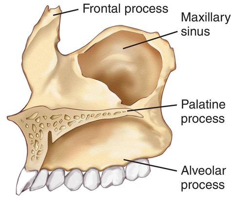 Maxilla Bone : Palatine Process; Alveolar Process Maxilla Anatomy, Human Body Diagram, Axial Skeleton, Bone Drawing, Maxillofacial Surgery, Anatomy Bones, Skull Anatomy, Body Diagram, Dental Anatomy