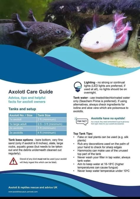 Axolotl Tank Plants, Axolotl Tank Ideas Diy, Axolotl Care Guide, Axolotl Tank Ideas Aquarium, Axolotl Aquarium Ideas, Axolotl Tank Setup, Axolotl Facts, Axolotl Tank Ideas, Axolotl Stuff