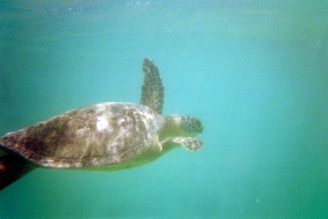 snorkeling with friends and swimming with turtles on lanikai beach in oahu, hawaii Underwater Film Photography, Hawaii Film Photography, Hawaii On Film, Pisces Szn, Underwater Film, Ocean Aesthetics, Beach Underwater, Swimming With Turtles, Mako Island