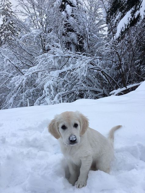 Adventure Magazine, I Love Winter, Winter Photos, Snow Dogs, Winter Vibes, Most Beautiful Dresses, Christmas Wonderland, Dog Blog, Retriever Puppy