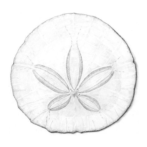 Sand Dollar Drawing, Dollar Drawing, Sand Dollar Tattoo, Dollar Tattoo, Tattoos 2023, Sea Life Wall Art, Shell Tattoos, Ocean Tattoos, Art Pencil