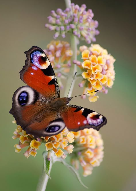 Peacock Butterfly Haircut Butterfly, Nails Butterfly, Tattoos Butterfly, Butterfly Haircut, Butterfly Photography, Future Inspiration, Beautiful Butterfly Pictures, Beautiful Butterfly Photography, Peacock Butterfly