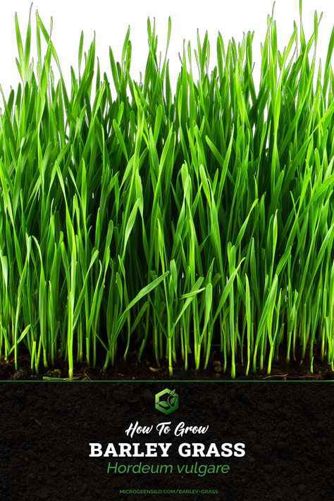 Fresh barley grass microgreens Growing Barley, Barley Plant, Rotational Grazing, Barley Grass, Pearl Barley, Cattle Farming, Vibrant Green, Fast Growing, The Plant