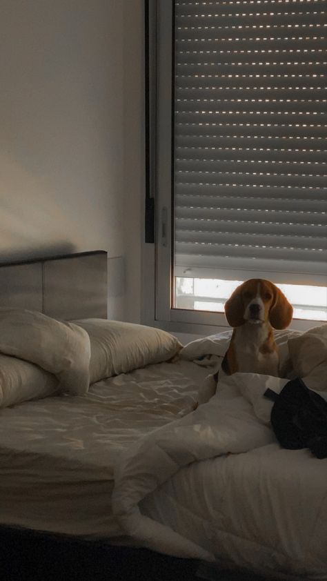 #dogs #room #morning #aesthetic Dogs Room, Morning Aesthetic, Pet Friendly, Pet, Living Room, Bed, Dogs, Quick Saves