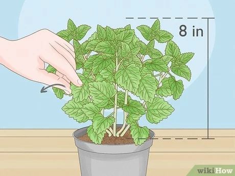 Easy Ways to Harvest Catnip: 11 Steps (with Pictures) - wikiHow Catnip Plant, Witch Garden, Cat Diy, You've Been, Don't Worry, Feline, Witch, Herbs, Plants