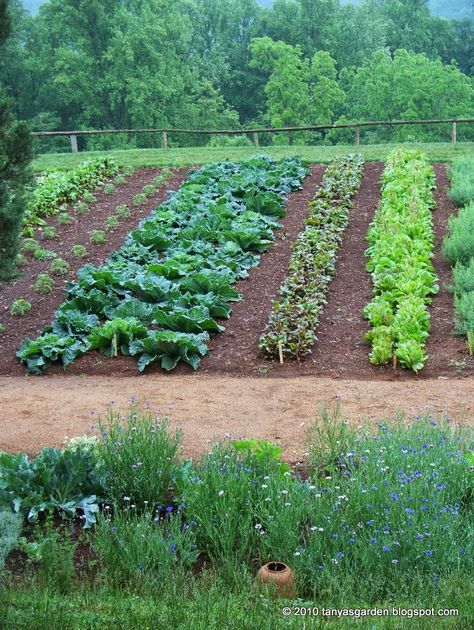 Vegetable Garden Layout Design, Plantarea Legumelor, Farm Dream, Colonial Garden, Deer Proof, Tanaman Indoor, Garden Layout Vegetable, Vegetable Garden Planning, Garden Plots