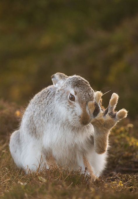 Bunny Ideas, Cairngorms National Park, Animal Medicine, Honey Buns, British Wildlife, Cool Animals, Animal Reference, Animal References, Animal Behavior