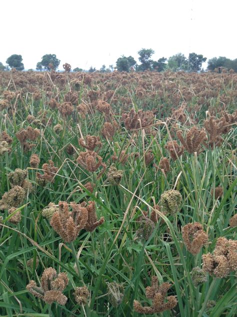 Finger millet Millet Plant, Business Proposal Format, Grains List, Vegetables Pictures, Farm Crops, Fruits And Vegetables Pictures, Proposal Format, Finger Millet, Vegetable Pictures