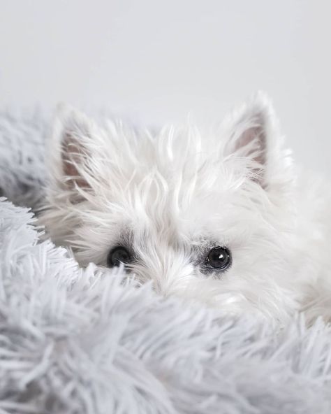 Marble Eyes, 2 Rabbits, Candy Photoshoot, Animals Quotes, Westie Puppies, Westie Dogs, Highland Terrier, West Highland White, Dogs Breeds