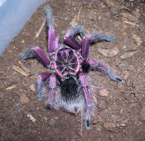 Colorful+Tarantulas | Thread: What are your Favorite Male(colorful) Tarantulas? Tarantula Enclosure, Pet Tarantula, Arachnids Spiders, Spider Species, Pet Spider, Creepy Crawlies, Arthropods, Arachnids, Bugs And Insects