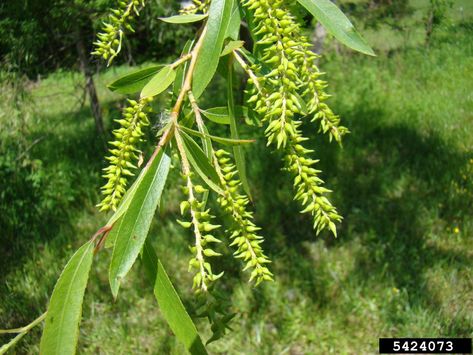 Growing From Seeds, Paw Paw Tree, Black Willow, Willow Trees, Rose Of Sharon, Tree Care, Diy Landscaping, Willow Tree, Landscaping Plants