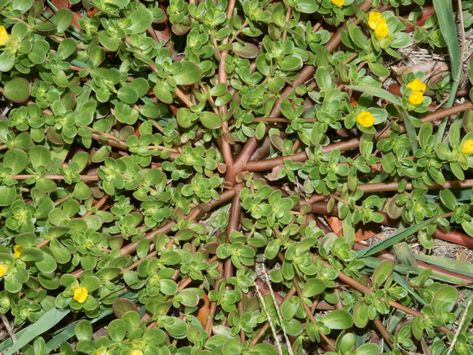 Common Purslane, Benefits Of Eating Eggs, Portulaca Oleracea, Chicken Eggs, Cholesterol Levels, Leafy Greens, Lower Cholesterol, Omega 3, Fatty Acids