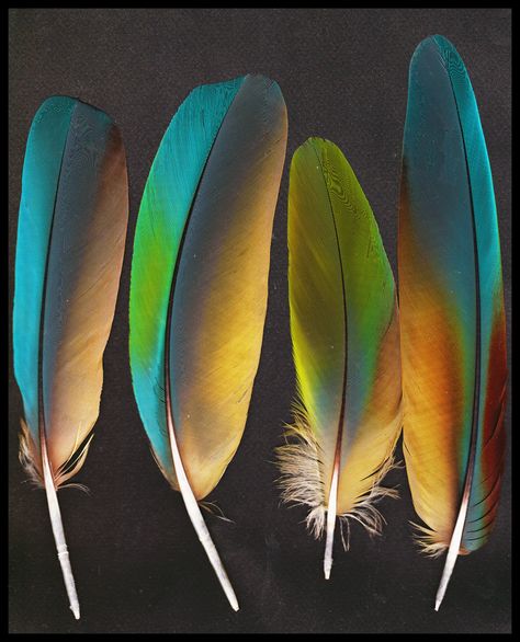 Feather Reference Photo, Feathers Close Up, Crow Tail Feathers, Macaw Feathers, Feather Collection, Green Feathers, Parrot Feather, Feather Crafts, Feather Art