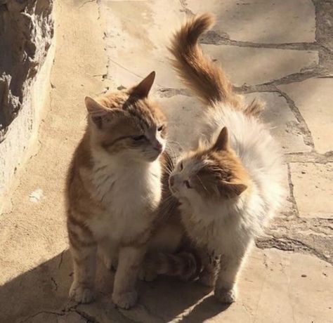 Two Cats, Brown Cat, Cat Boarding, Cat Aesthetic, Pretty Cats, Cat Pics, Cat Love, Animal Pictures, Fur Babies