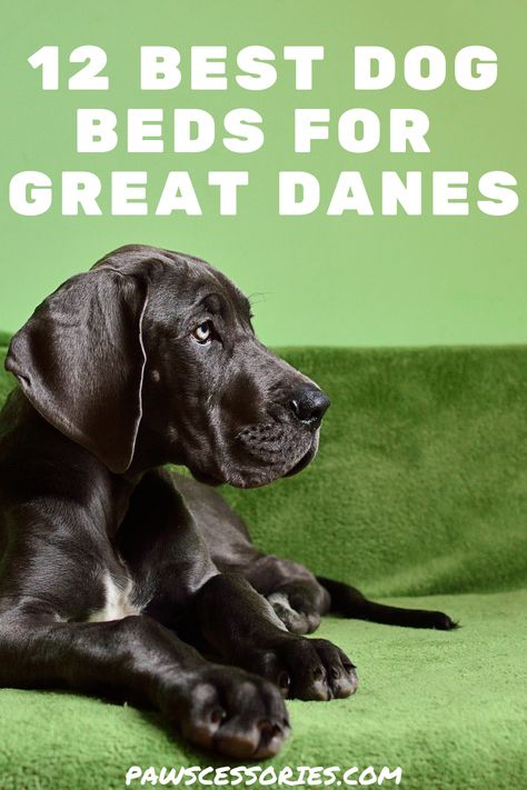 Unfortunately, things such as arthritis, joint pain, and hip & elbow dysplasia are quite common in great danes because of their large size. This makes it all too important to get them a comfortable place for them to rest. Here are 12 of the best dog beds for your Great Dane! Great Dane Dog Bed Ideas, Homemade Dog Beds For Large Dogs, Great Dane Bed, Giant Beds, Dog Beds Homemade, Giant Dog Beds, Indestructable Dog Bed, Extra Large Dog Bed, Waterproof Dog Bed