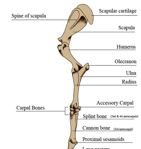 The Foreleg The foreleg forms part of the appendicular skeleton of the horse. Compared to the hindleg the foreleg is suspended in place by... Animal Radiology, Leg Anatomy, Equine Veterinary, Anatomy Bones, Horse Lessons, Vet Medicine, Leg Bones, Horse Facts, Dog Anatomy