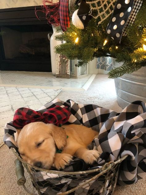 Puppy As A Christmas Gift, Golden Retriever For Christmas, Gifting A Puppy Ideas, How To Give A Puppy For Christmas, Christmas Puppy Surprise, Puppy For Christmas Surprise, Puppy Surprise Ideas, Golden Retriever Puppy Photography, Puppy For Christmas