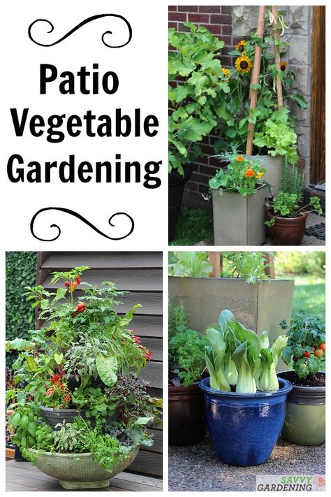 Patio Vegetable Garden Setup and Tips to Get Growing Patio Garden Vegetable, Zen Vegetable Garden, Patio Veggie Garden Ideas, Deck Garden Ideas Vegetables, Condo Garden Ideas, Patio Vegetable Garden Ideas, Deck Garden Ideas, Small Space Vegetable Garden, Small Vegetable Garden Design