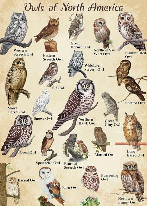 Bird Puzzle, America Nature, Hawk Owl, Owl Posters, Short Eared Owl, Owl Wall Decor, Brown Owl, Black Owl, Puzzles For Adults