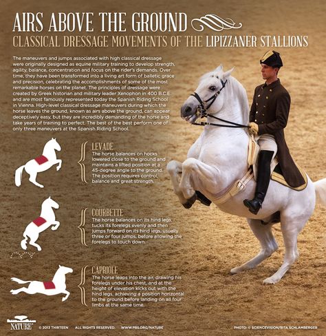 Lipizzaner Stallions, PBS Nature's Legendary White Stallions / Airs Above The Ground - Classical Dressage Movements of the Lipizzaner Stallions Spanish Riding School Vienna, Lippizaner, Spanish Riding School, Equestrian Dressage, Riding School, Horse Info, Horse Dressage, All About Horses, Dressage Horses