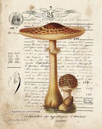 Mushroom I Art by Gwendolyn Babbitt - at AllPosters.com. Choose from over 500,000 Posters & Art Prints. Value Framing, Fast Delivery, 100% Satisfaction Guarantee. Vintage Mushroom, Scrapbook Printables, Mushroom Art, Vintage Stamps, Fine Arts Posters, Aesthetic Stickers, Paper Craft Projects, High Quality Art Prints, Find Art