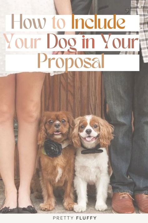 two cavaliers wearing black bow ties at a wedding, with heading How to include your dog in your proposal Puppy Proposal, Cute Ways To Propose, Dog Proposal, Dog Wedding Outfits, Ways To Propose, Pet Photographer, Wedding Photography Tips, Romantic Gestures, Engagement Ideas