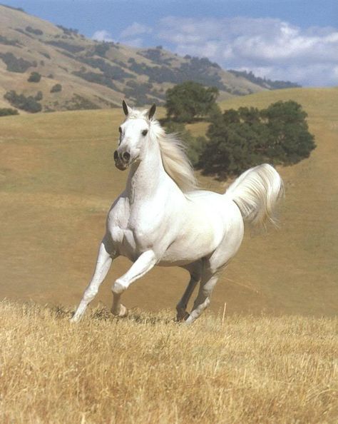 The Appalling Practice of Soring Black Arabian Horse, Wild Horses Running, Horse Anatomy, Beautiful Arabian Horses, Horse Wallpaper, Most Beautiful Horses, White Horses, Horse Photos, Arabian Horse