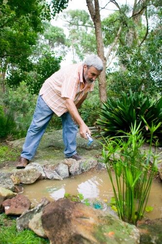 Frog Ponds Backyard Diy, Frog Pond Ideas, Frog Ponds Backyard, Diy Frog Pond, Frog Pond, Diy Ponds Backyard, Raised Pond, Pond Construction, Companion Gardening