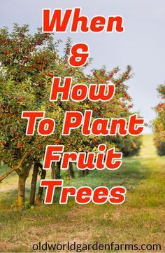 Home Fruit Orchard, Modern Farmhouse Garden Design, Landscape Arbor, Plant Fruit Trees, Colorado Gardening, Fruit Trees Backyard, Planting Fruit Trees, Fruit Tree Garden, Nut Trees