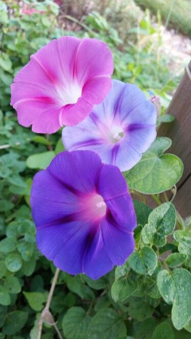 Morning Glory Flowers Photography, Petunia Watercolor, Morning Glory Watercolor, Purple Morning Glory, Love Morning, Blue Morning Glory, Lotus Flower Pictures, Morning Glory Flowers, Flower Close Up