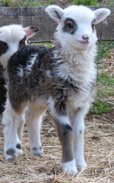 Sheep Astethic, Sheep Fursona, Miniature Sheep, Shepherd Aesthetic, Sheep Girl, Mini Sheep, Babydoll Sheep, Natural Lawn, Sheep Cute