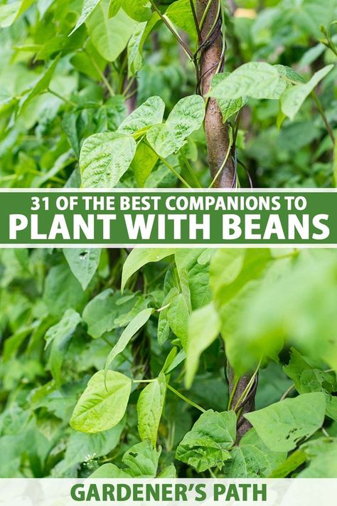 Beans are an easy-to-grow, no-brainer garden crop. But you might wonder which companion plants can help this legume repel pests, offer support, keep weeds at bay, or increase your yield. To discover 31 of the best plant partners for beans, read more now at Gardener’s Path. #beans #companionplants #gardenerspath Bean Companion Plants, Planting Green Beans, Allotment Inspiration, Herb Companion Planting, Bee Yard, Planting Chart, Bean Garden, Growing Green Beans, Garden Tricks