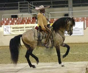 Azteca horse The Azteca was recongnized as the national horse breed of Mexico by the Mexican Department of Agriculture on December 4, 1982. The breed was created to be the perfect ranch horse but thier also used in sports like polo, dressage, jumping, and many others. Azteca Horse, Horse Buckskin, Aztec Horse, Bull Pictures, Spanish Eyes, Buckskin Horse, Spanish Horse, Ranch Horse, Lusitano Horse