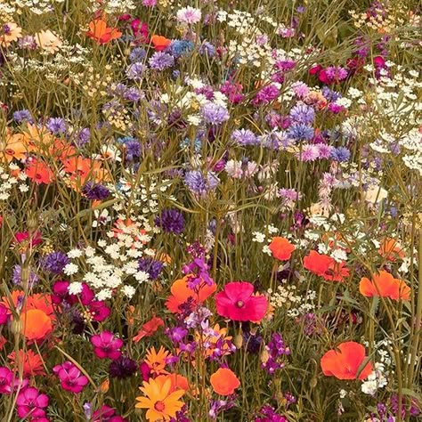 Caitlin Aesthetic, Plant Study, Wild Flower Meadow, Nothing But Flowers, Flower Therapy, Nature Plants, Pretty Plants, Abstract Nature, Flower Beauty