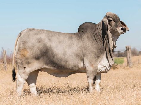 Brahman Cattle, Breeds Of Cows, Cow Tattoo, Blue Heeler Dogs, Dairy Cattle, Showing Livestock, Cow Pictures, Beef Cattle, Cattle Ranching