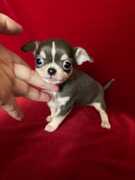 Tea Cup Chihuahua Puppies, Applehead Chihuahua, Apple Head Chihuahua, Miniature Chihuahua, Chihuahua Breeders, Teacup Chihuahua Puppies, Cute Teacup Puppies, Chihuahua Puppies For Sale, Apple Head