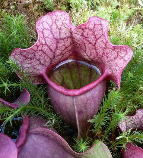 Pitcher Plant Fly Trap Pitcher Plant, Unusual Plants, Unusual Flowers, Rare Flowers, Pretty Purple, Carnivorous Plants, Unique Plants, Unique Flowers, Exotic Plants