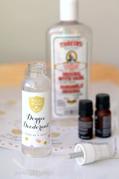 Diy Dog Spray, Dog Perfume, Stinky Dog, Dog Spray, Perfume Versace, Deodorant Recipes, Coconut Oil For Dogs, Dog Remedies, Dog Smells