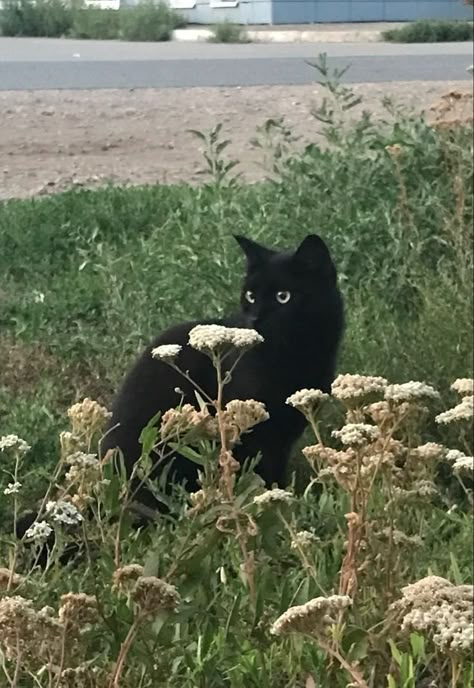 A Black Cat, Cat Aesthetic, Pretty Cats, In The Middle, A Black, The Middle, White Flowers, Black Cat, Flowers