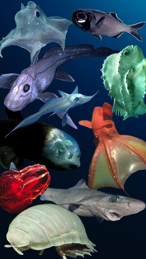 deep sea creatures #deepsea #fish #shark #ocean #sea Rare Fish Deep Sea, Silly Fish, Scary Fish, Ocean Monsters, King Neptune, Deep Sea Fish, Draw Color, Animal Reference, Deep Sea Creatures