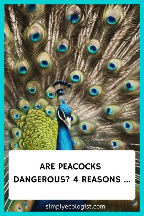 Beware of the potential dangers posed by peacocks, as their territorial behavior and sharp beaks can lead to risky encounters. Peacock Raising, Raising Peacocks, Peacock Pen, Peacock Facts, Wildlife Travel, Wildlife Conservation, Reptiles And Amphibians, Peacocks, Fun Facts