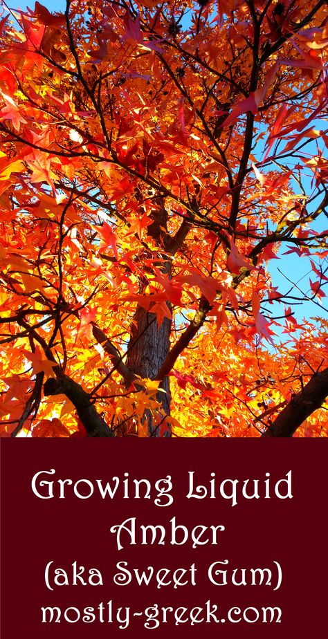 Spectacular fall color adds a stunning accent to any garden, but it comes with a warning! Click on the link to find out the best tips for growing this native North American tree! #mostlygreek #landscaping #trees #gardening #landscapeideas #liquidamber #sweetgum #nativeplants #fallcolor Sweet Gum Tree, Landscaping Trees, Sweet Gum, Potager Garden, No Regrets, Side Yard, Landscape Trees, Fall Color, Autumn Garden