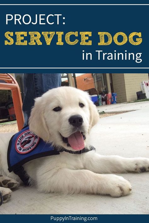 Raising Puppies, Obedience Training For Dogs, Service Dogs Breeds, Puppy Training Guide, Labrador Training, Animal Assisted Therapy, Service Dog In Training, Dog Therapy, Puppy Golden Retriever