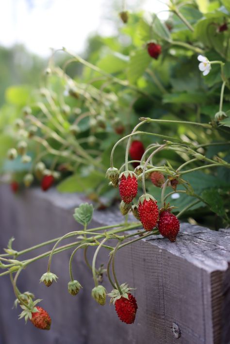 Alpine Strawberry, Alpine Strawberries, Strawberry Bread, Strawberry Garden, Strawberry Cake Recipes, British Garden, Growing Strawberries, Strawberry Salad, Strawberry Plants