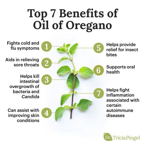 7 Amazing Health Benefits of Oregano Oregano Benefits, Herb Knowledge, Fat Flush Water Recipe, Vermont Garden, Herbs Benefits, Oregano Oil Benefits, Oregano Plant, Tomato Nutrition, Oregano Essential Oil