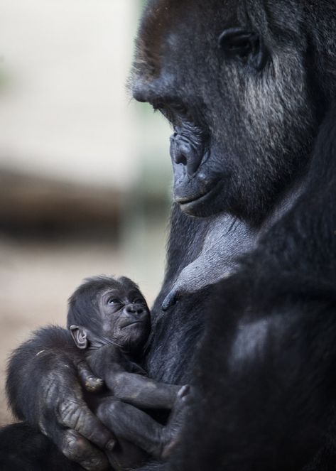 Mother And Baby Animals, Baby Gorilla, Baby Gorillas, Airbrush Art, Wildlife Animals, Cute Animal Pictures, Primates, Sweet Animals, Animal Planet