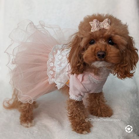 Pink Dog Dress, Poodle Dress, Dog Tutu Dress, Dog Wedding Dress, Maltipoo Dog, Pink Quince, Dog Tutu, Princess Dog, Pink Costume