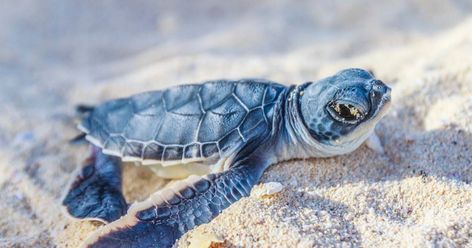 How to See Sea Turtles Hatch in Florida | VISIT FLORIDA Sea Turtle Facts, Turtle Hatching, Turtle Facts, Baby Sea Turtles, Baby Sea Turtle, Green Sea Turtle, Turtle Love, Cute Turtles, Baby Turtles