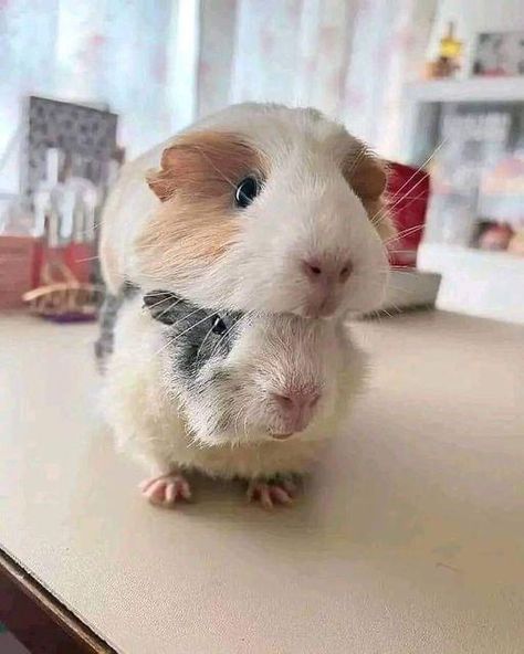 Pig Photos, Pig Quotes, Guinea Pig Quotes, Pet Guinea Pigs, Cute Guinea Pigs, Cute Piggies, Silly Animals, Rodents, Guinea Pig